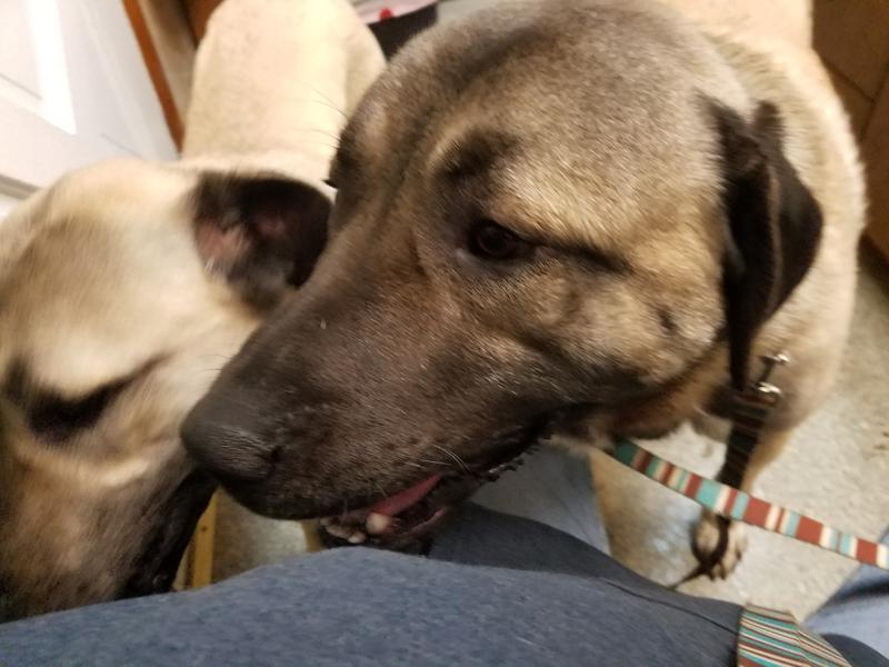 My dogs 120-140lb Kangals