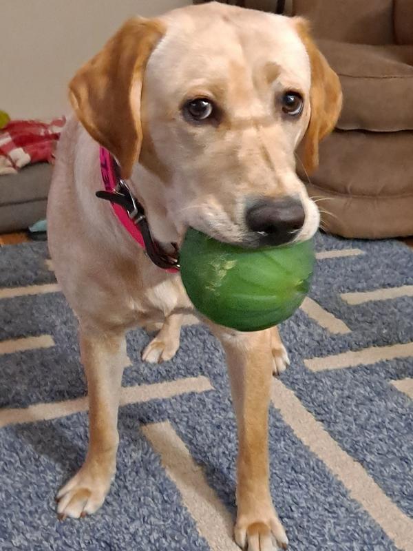 Wanting to play ball