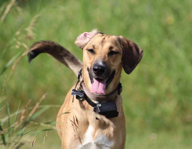 sport dog electric fence