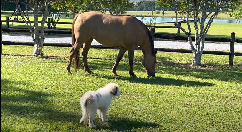 This is Tuco. He's not so sure about that other big dog yet.