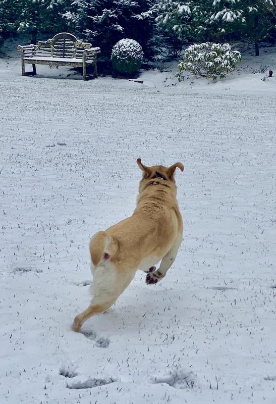 Sol romping in the snow