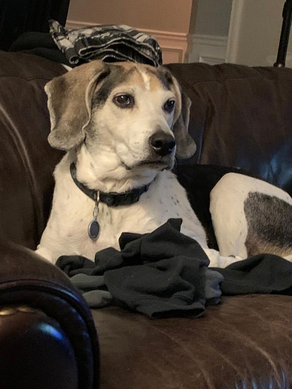 No collar on in the picture, but we love it. It’s an ear saver!