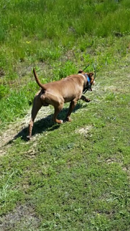 sport dog electric fence