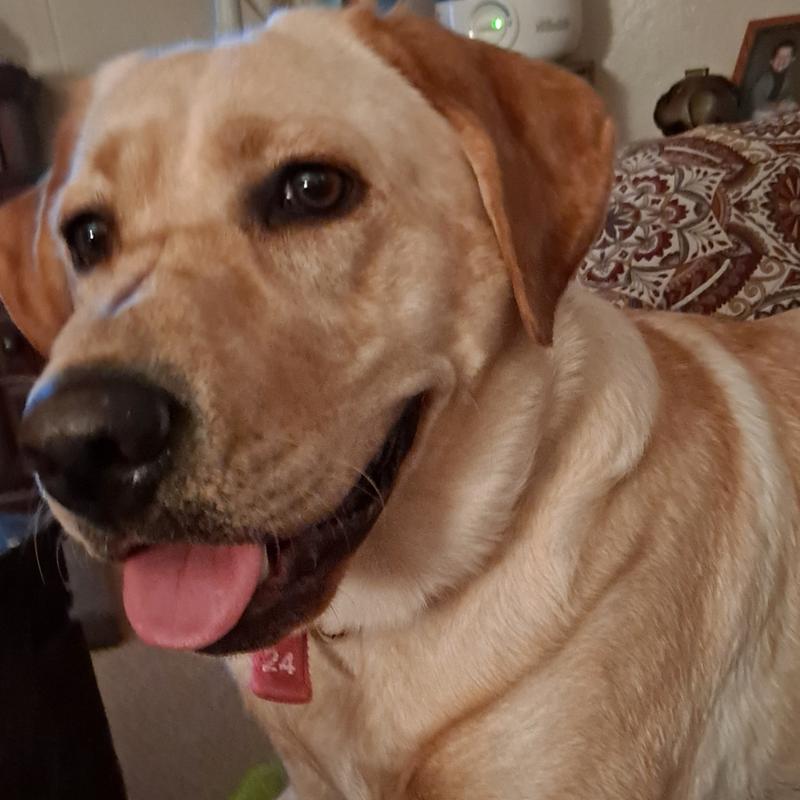 Waiting for treat after play