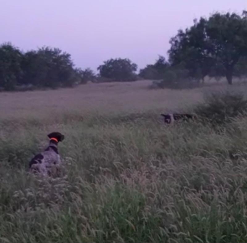 Morgan & Hunter in action