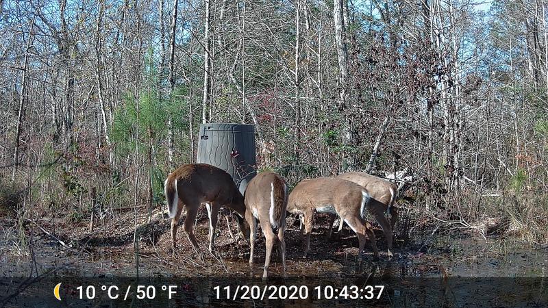 deer feeding information