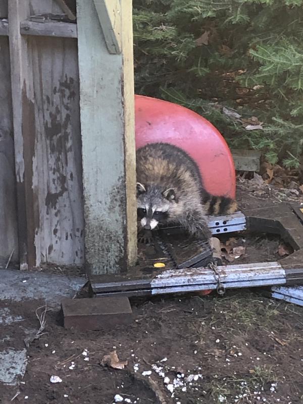 Bomgaars : Duke Traps Raccoon Trap : Traps