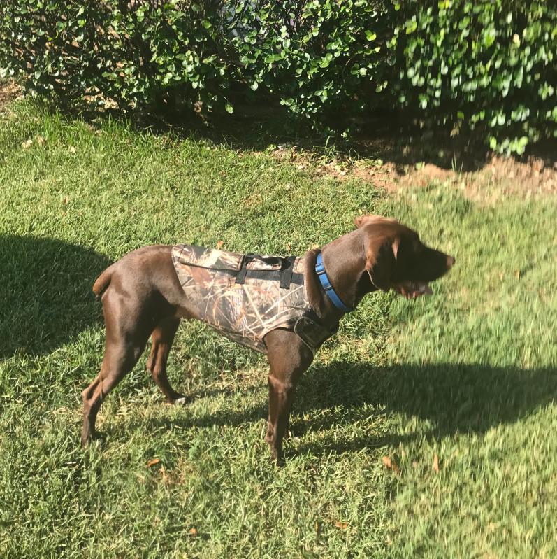 Browning neoprene sales dog vest