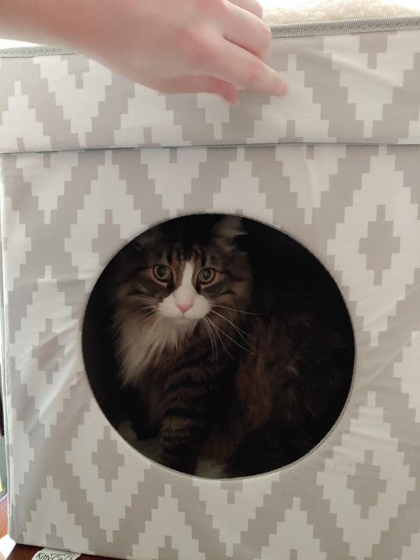 My fat cat inside the cubby hole.