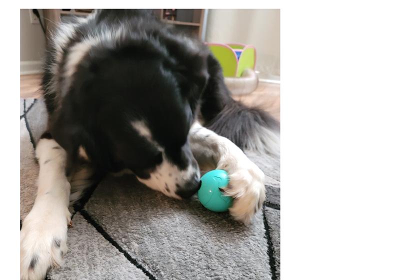 Pup playing with his new ball