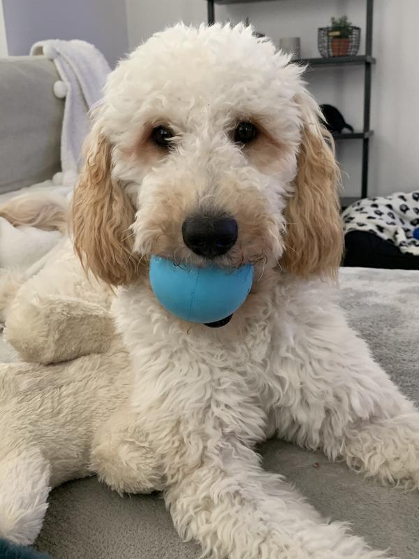 Happy with new toy