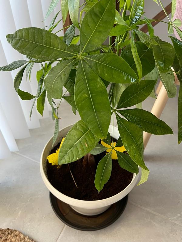 Photo - commentaire 4.