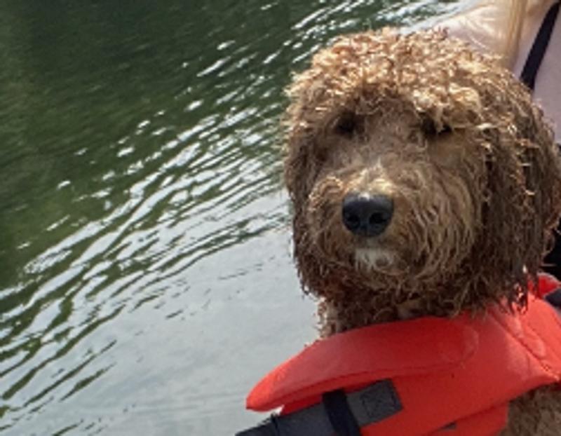 Don’t forget the dogs. They loved it.