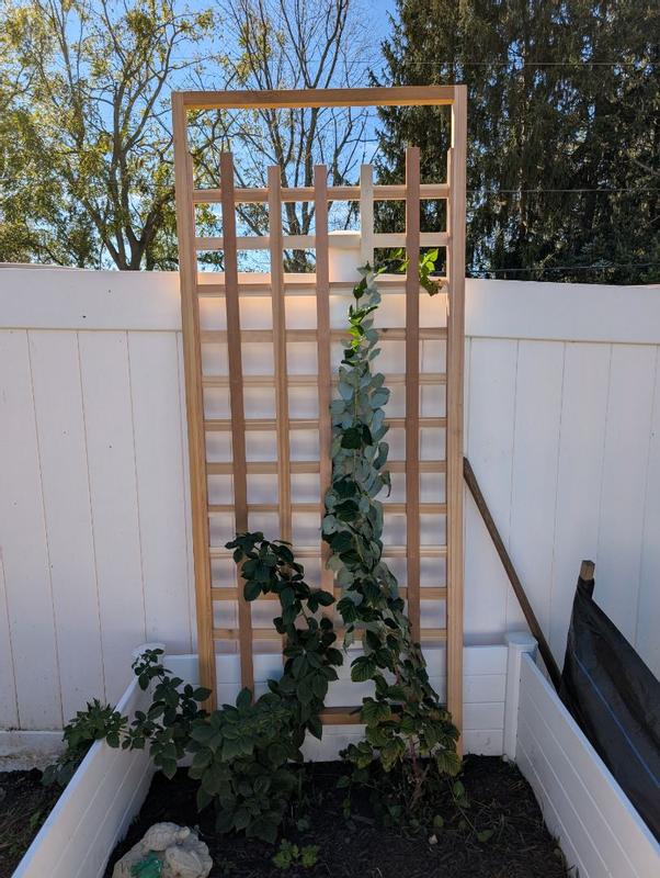 All Things Cedar 84 Inchesx33 Inches Outdoor Single Trellis Handcrafted ...