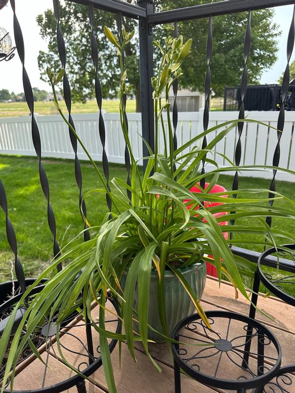 Photo - commentaire 5.