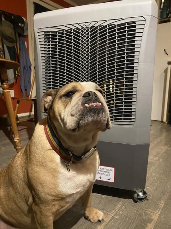 Bulldog approved lol