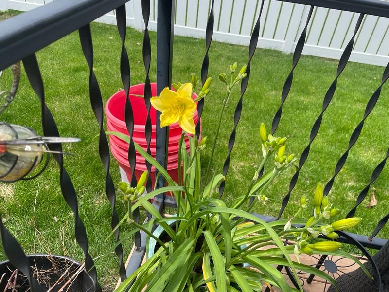 Photo - commentaire 6.