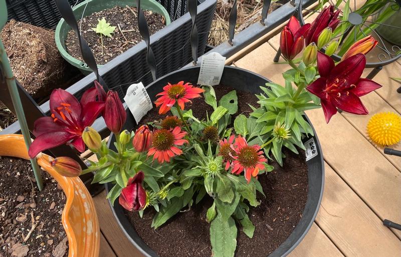 Photo - commentaire 7.