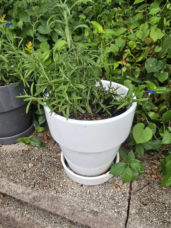 Photo - commentaire 1.