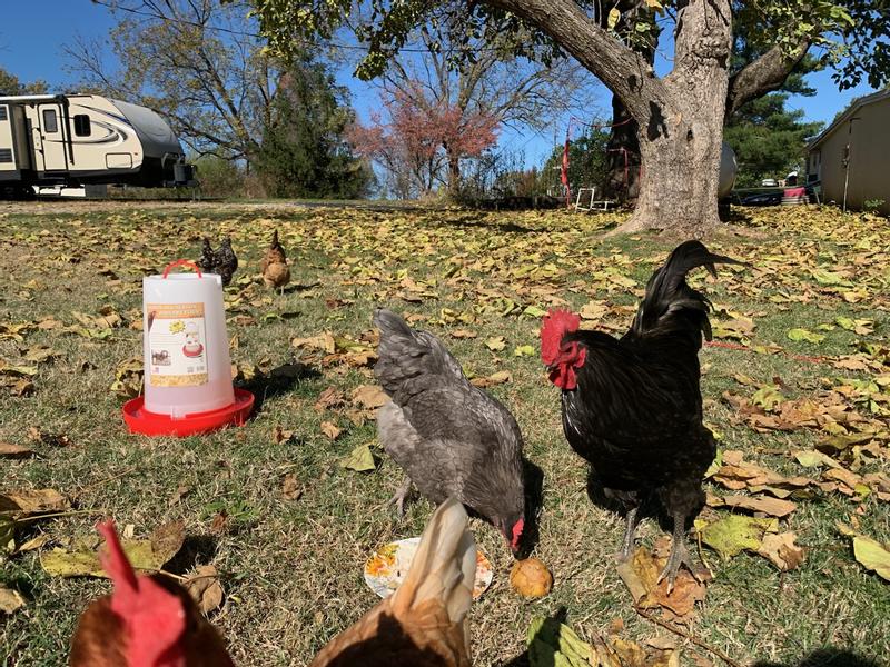 Watering hole gossip