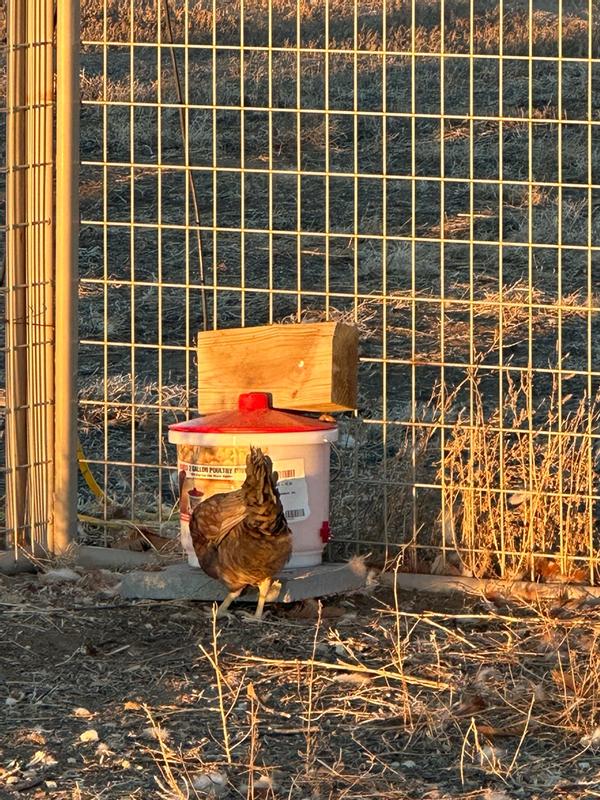 thumbnail image 2 of 5 Gallon Chicken Waterer For Winter, Heated Chicken Qatar 2 of 13