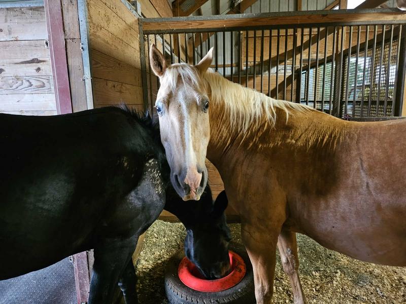 Mom, he's eating my hay pellets!