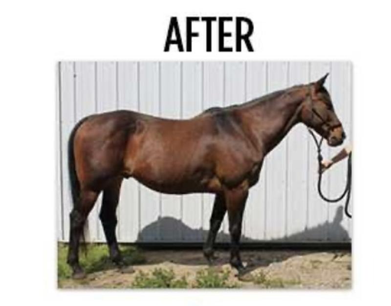 My new horse.
