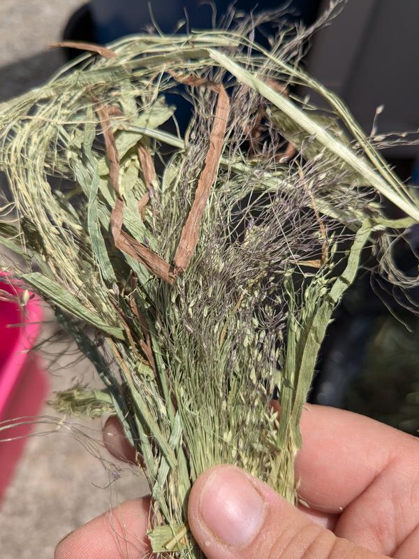 Witch grass
