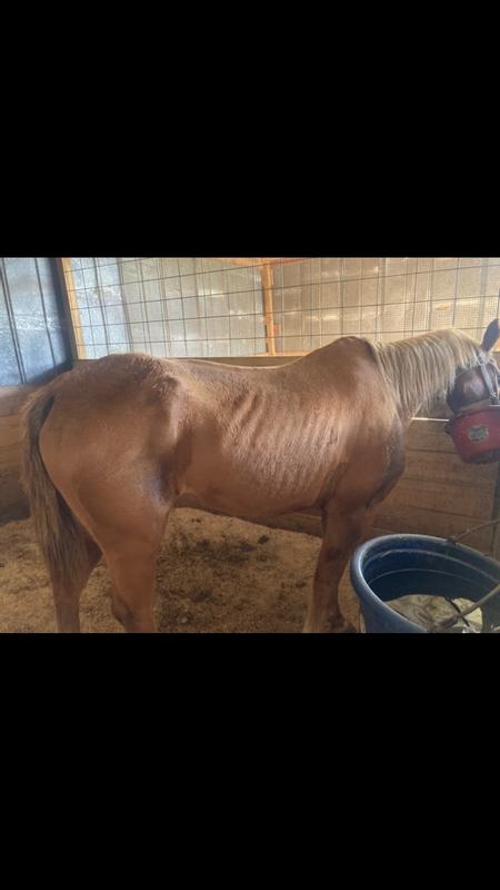 Rescue mare before and after.