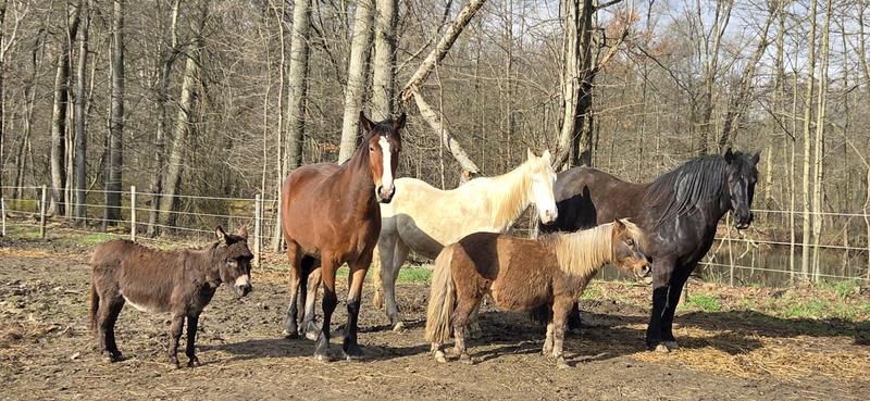 Hydaway Acres horses