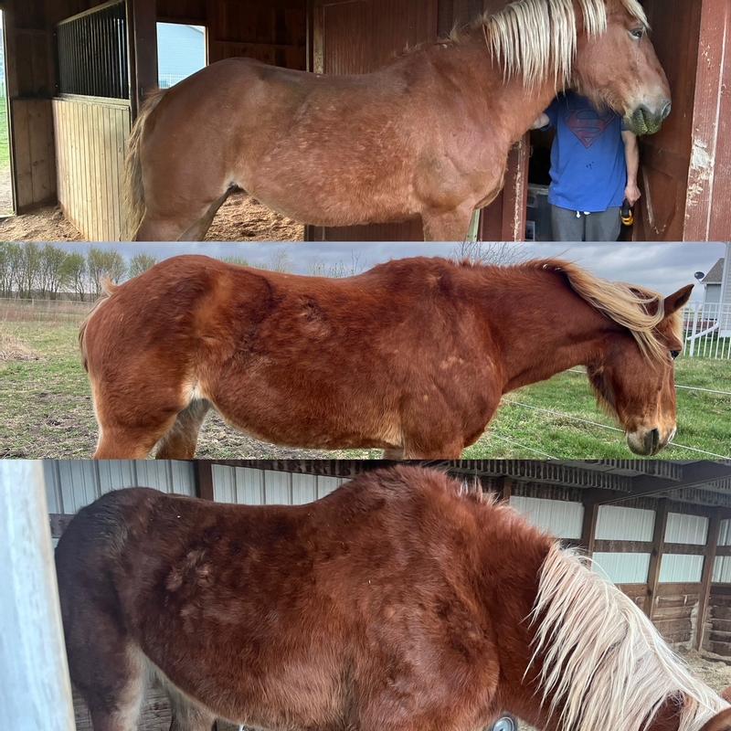 Bottom to top, oldest to newest progress