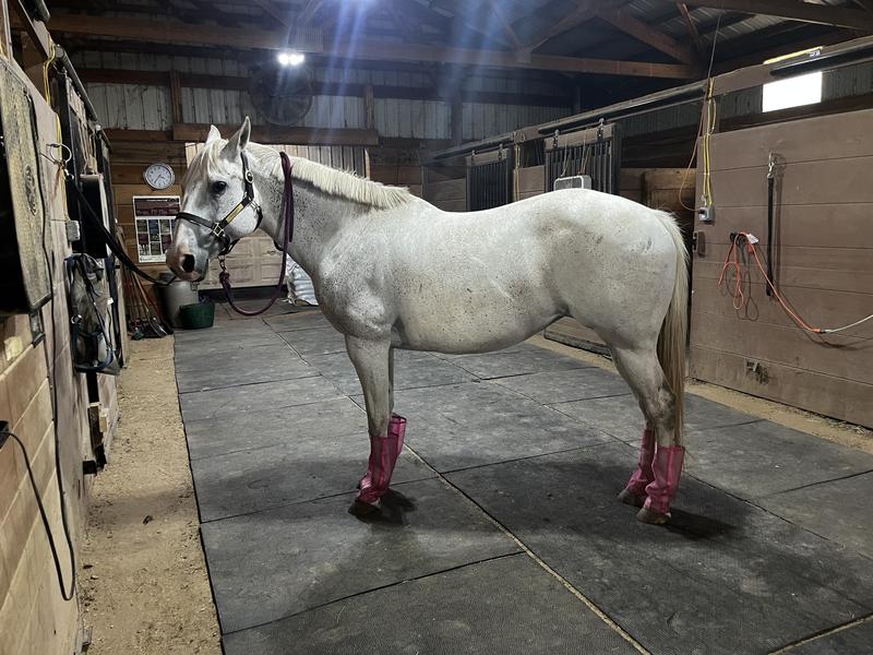 My horse