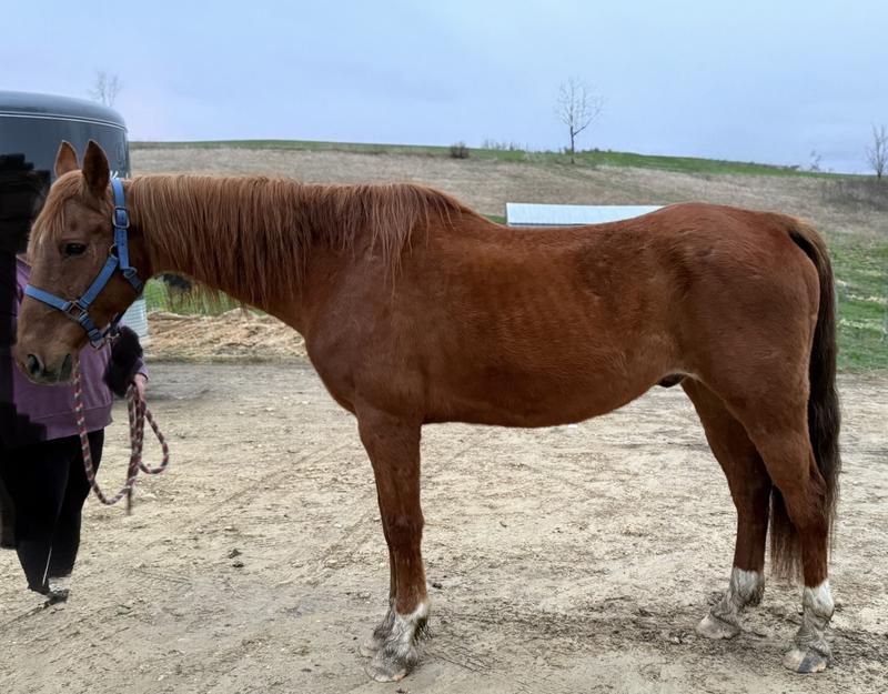 Rescue horse 10 days of feeding standlee