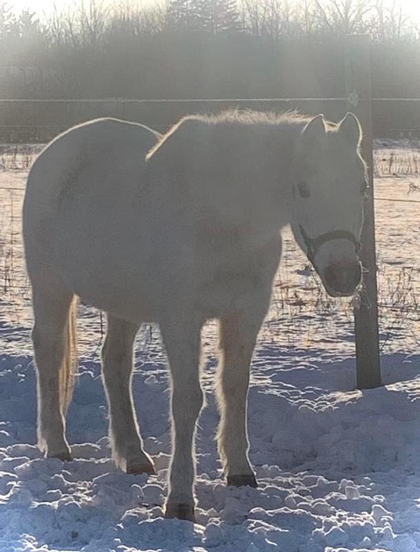 Standlee HighCalorie Beet Pulp Pellets for Horses 40 lbs