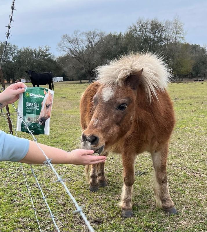 Horse best sale pill carriers