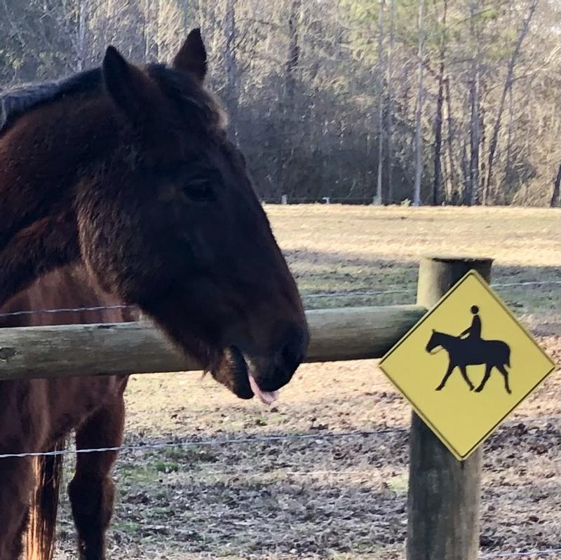 My older horse Gunther