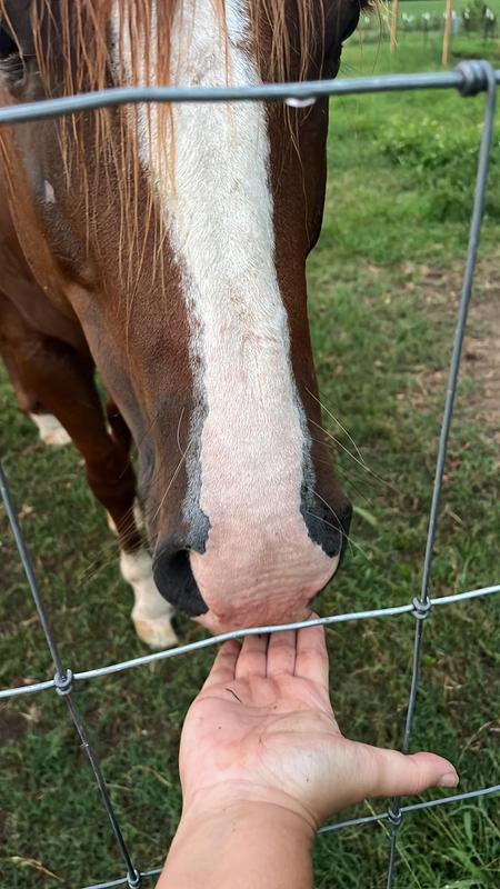 Picky Eater Approved! Calypso and Roanan.