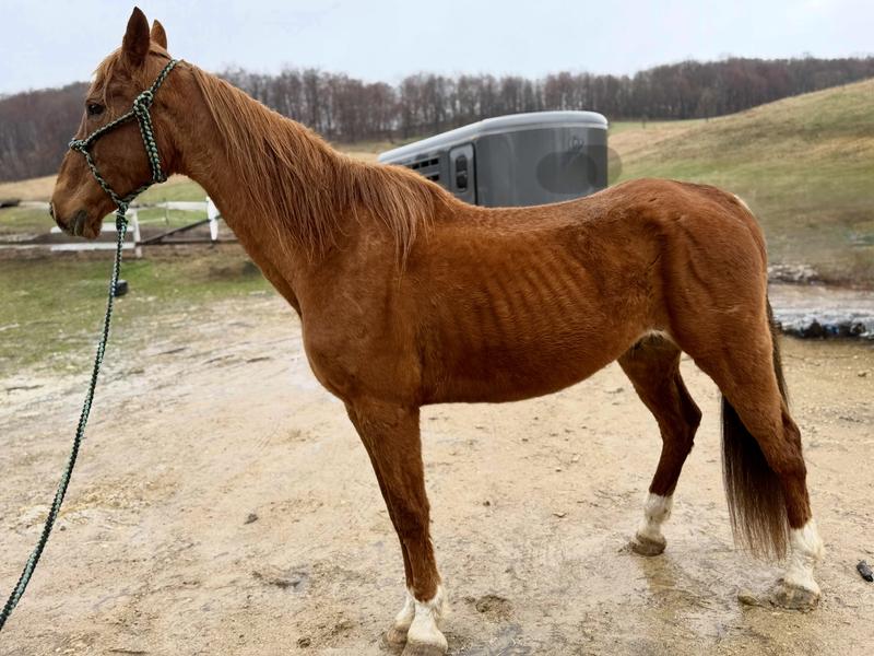 Rescue horse intake