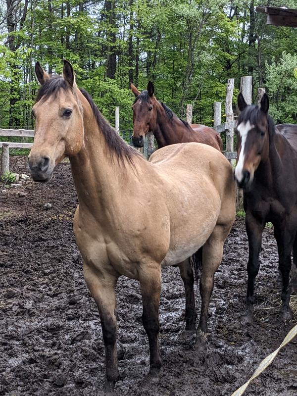 Sundance (AQHA: BB Dun Chip), Frenchie (AAHA: The Last French Kiss) Aspen (Standardbred: Three Socks On)