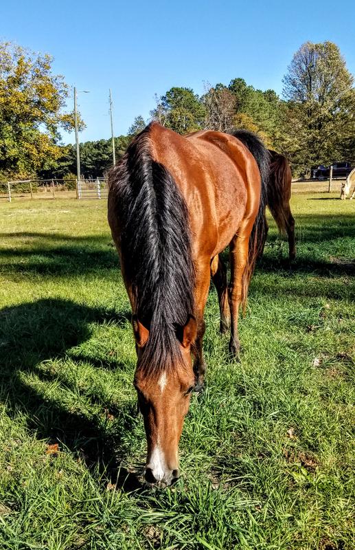 Standlee HighCalorie Beet Pulp Pellets for Horses 40 lbs