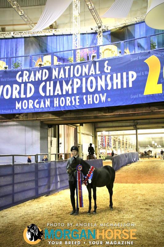 third photo is of Fig after he won the World Championship Sport Horse in Hand class at the Morgan Nationals he was just five month old, made him the youngest Morgan world champion to date