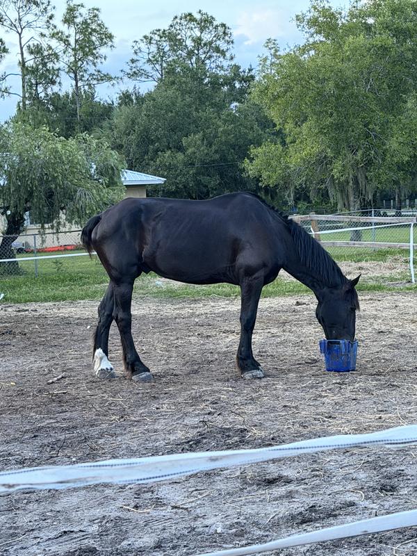 His weight gain