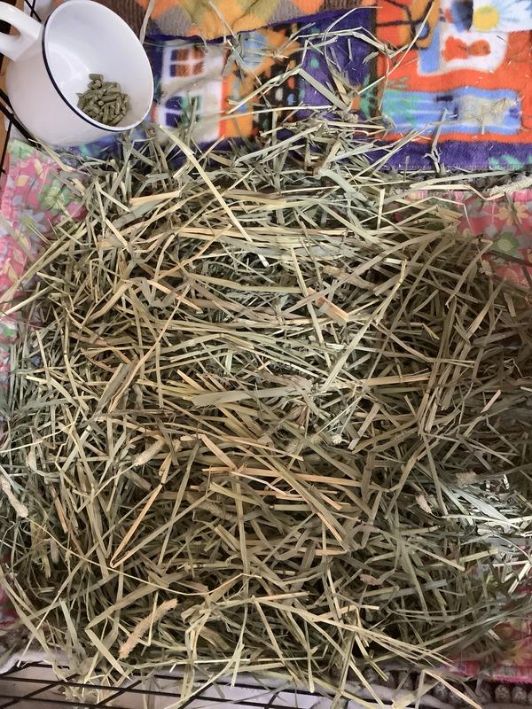 Photo of timothy grass for guinea pigs