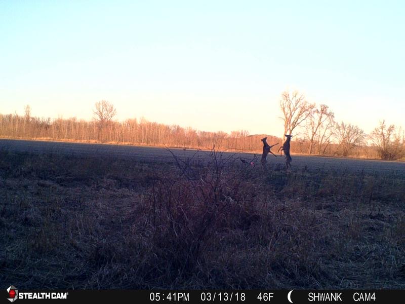 Caught them dancing!