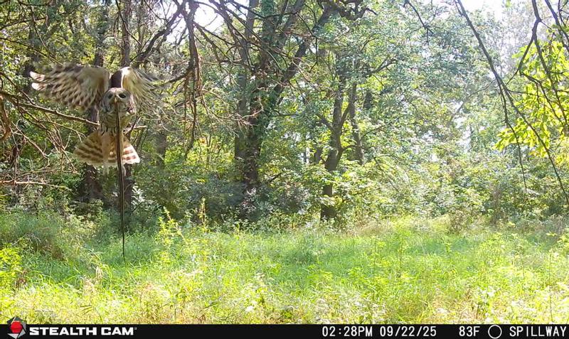 Hope this hunter reported his kill!