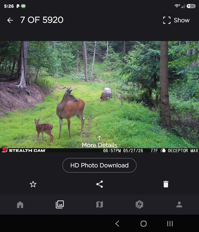 Great picture of a mother deer with her baby deer fawn.