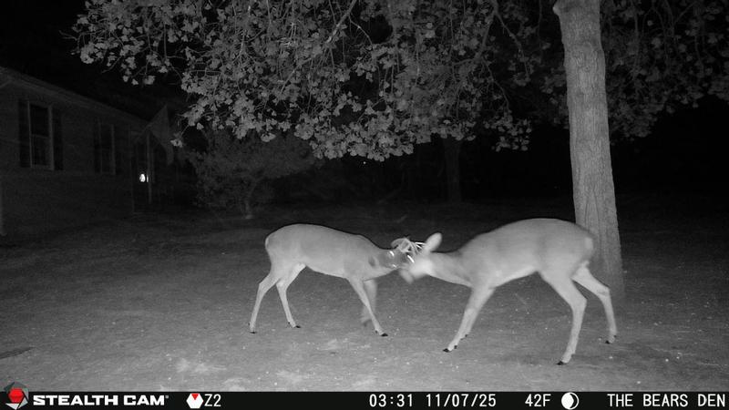 Two 6pt.s hook'n it up.