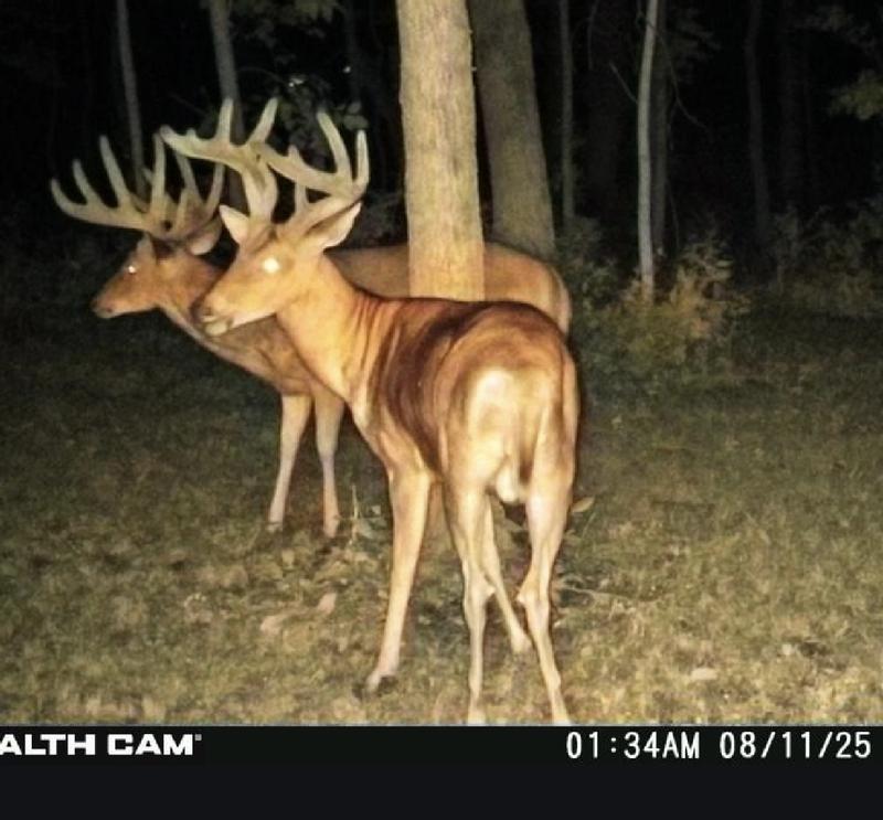 Central Illinois buck