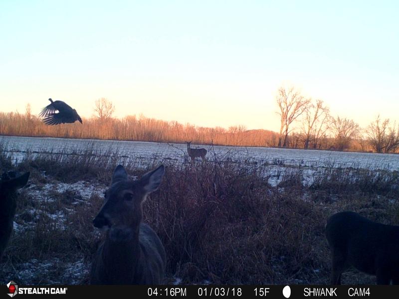 Turkey pestering the deer!