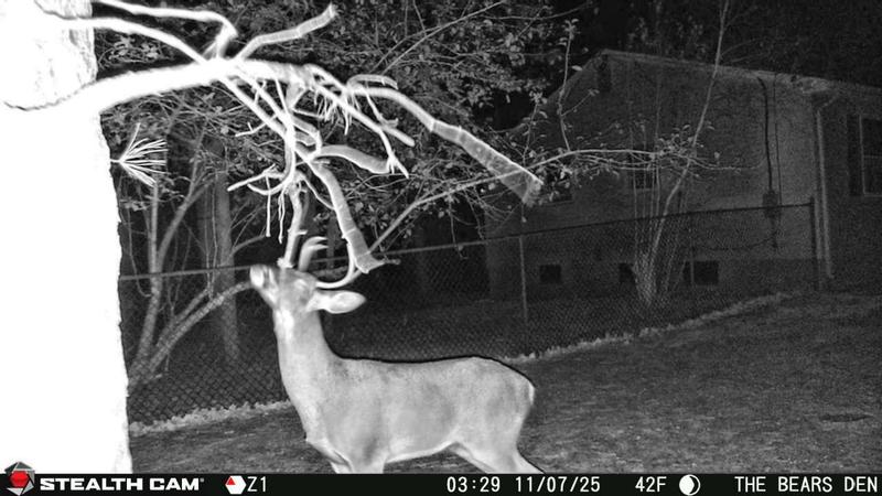 I have learned in the not so distant past was to " Fresh'n Up " a scrape , It makes the Bucks return to thier scrap more often.